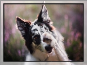 Border collie, Pyszczek, Łapka