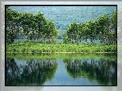 Jezioro, Odbicie, Drzewa