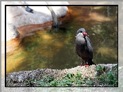 Ptak, Inca Tern, Czerwony, Dziób, Rzeka