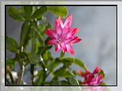Szlumbergera, Grudnik, Kwiaty