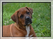 Pies, Szczeniak,  Rhodesian ridgeback