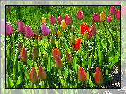 Kolorowe, Tulipany