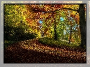 Las, Ścieżka, Drzewa, Liście