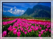 Pole tulipanów, Góry, Chmury, Traktor