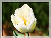 Biały, Tulipan, Krople, Rosy