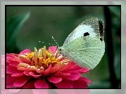 Motyl, Bielinek, Kwiat, Cynia