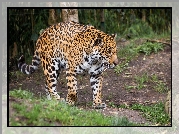 Jaguar, Cętki, Brązowe, Białe, Drzewa