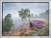 Świt, Droga, Mgła, Anglia, Park Narodowy Peak District, Stanton Moor, Jesień, Las, Drzewa, Brzozy, Wrzosowisko