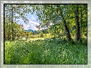 Drzewa, Trawa, Jezioro