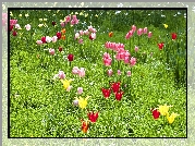 Wiosna, Łąka, Kolorowe, Tulipany