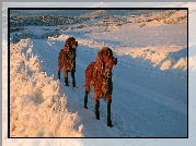 Zima, Droga, Śnieg, Dwa, Psy, Setery
