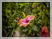 Kwiaty, Hibiskus, Liście