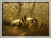 Kwiaty, Pąki, Bokeh