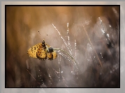 Motyl, Kwiatek, Bokeh, Trawa