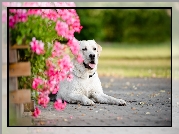 Pies, Labrador Retriever, Kwiaty