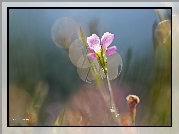 Kwiat, Różowy, Bokeh