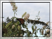 Motyl, Monarch, Budleja, Liście, Lato