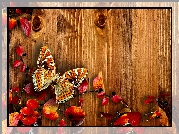 Jesień, Deski, Liście, Motyl