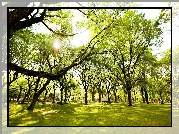 Słoneczko, Park, Zielone, Drzewa, Trawa