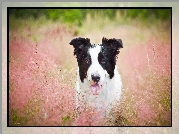 Trawa, Pies, Jęzor, Border Collie