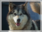 Pies, Alaskan Malamute