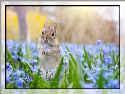 Wiewiórka ziemna, Chipmunk, Kwiaty, Cebulica syberyjska