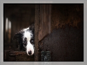 Szopa, Border collie, Pyszczek