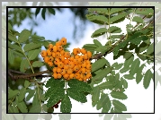 Jarzębina, Gałązka, Liście, Lato