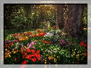 Niemcy, Badenia-Wirtembergia, Wyspa Mainau, Ogród, Park, Tulipany, Alejka, Grafika, Paintography