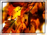 Fractalius, Jesienne, Liście
