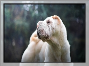 Shar Pei, Głowa, Pysk