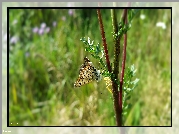 Motyl, Gałązka