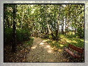 Park, Drzewa, Alejka, Ławka