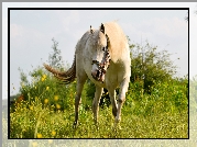 Koń, Maść perłowa: perlino, Łąka