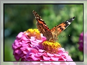 Motyl, Rusałka osetnik, Kwiat