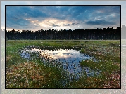 Bagno, Las, Rośliny