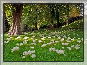 Krokusy, Łąka, Park, Anglia