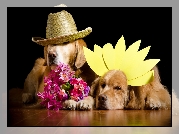 Psy, Golden Retriever, Kwiaty