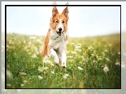 Rudy, Pies, Border collie, Łąka