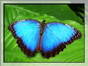 Niebieski, Egzotyczny, Motyl