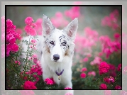 Border collie, Portret, Kwiaty, Róże