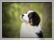 Szczeniak, Owczarek australijski, Australian shepherd