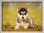 Szczeniak, Siberian husky, Ściółka