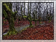 Hiszpania, Jesień, Las, Rzeczka