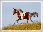 Koń, Galop, Łąka, Niebo