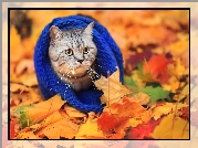 Jesień, Liście, Kot, Niebieska, Czapka