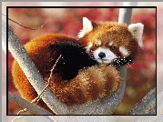 Panda, Mała, Pandka ruda