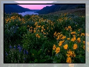Stany Zjednoczone, Stan Oregon, Rezerwat przyrody Columbia River Gorge, Wzgórza, Kwiaty, Góry, Rzeka