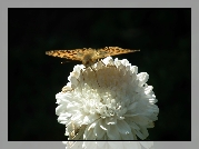 Motyl, Perłowiec malinowiec, Kwiat, Aster