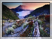 Stany Zjednoczone, Stan Waszyngton, Jezioro Spirit, Góry Stratowulkan Mount St. Helens, Kwiaty, Kłody